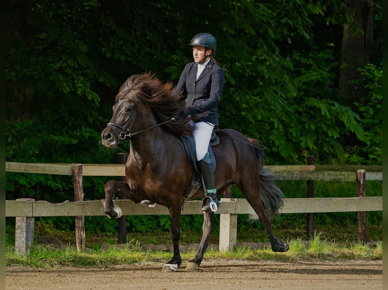 Icelandic Horse Mare 11 years 13,2 hh Black in Großhansdorf