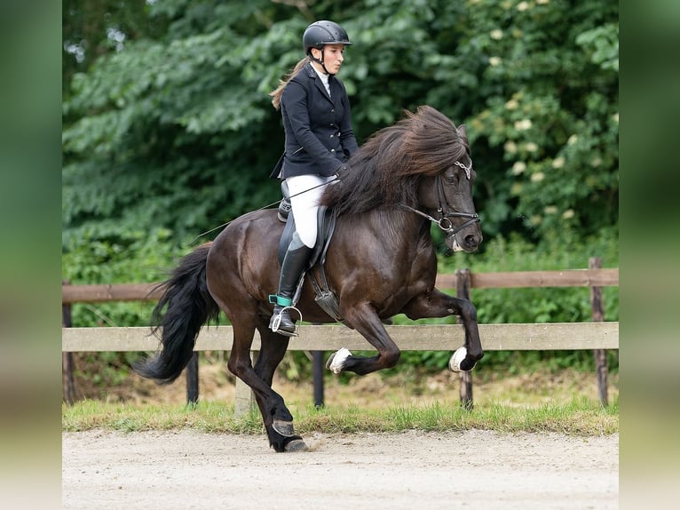 Icelandic Horse Mare 11 years 13,2 hh Black in Großhansdorf