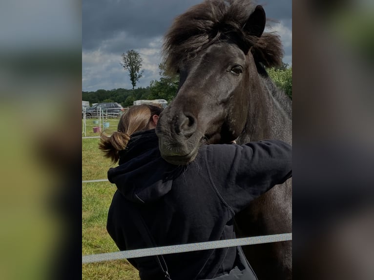 Icelandic Horse Mare 11 years 13,2 hh Black in Großhansdorf