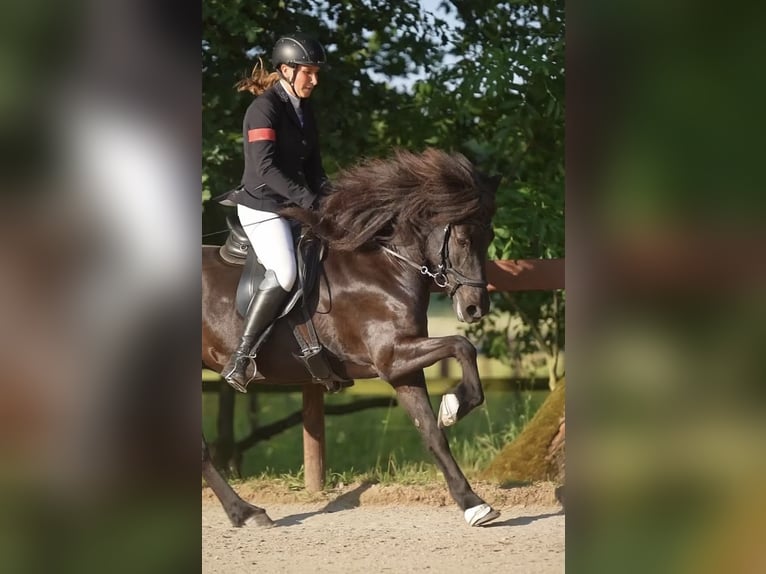 Icelandic Horse Mare 11 years 13,2 hh Black in Großhansdorf