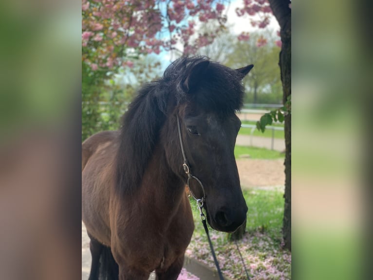 Icelandic Horse Mare 11 years 13,2 hh Black in Hamburg