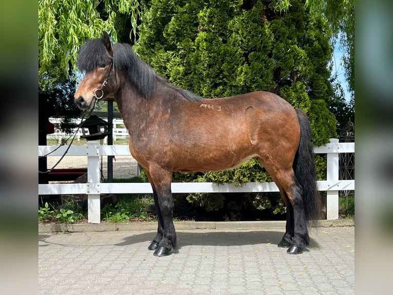 Icelandic Horse Mare 11 years 13,2 hh Brown in Lochen am See