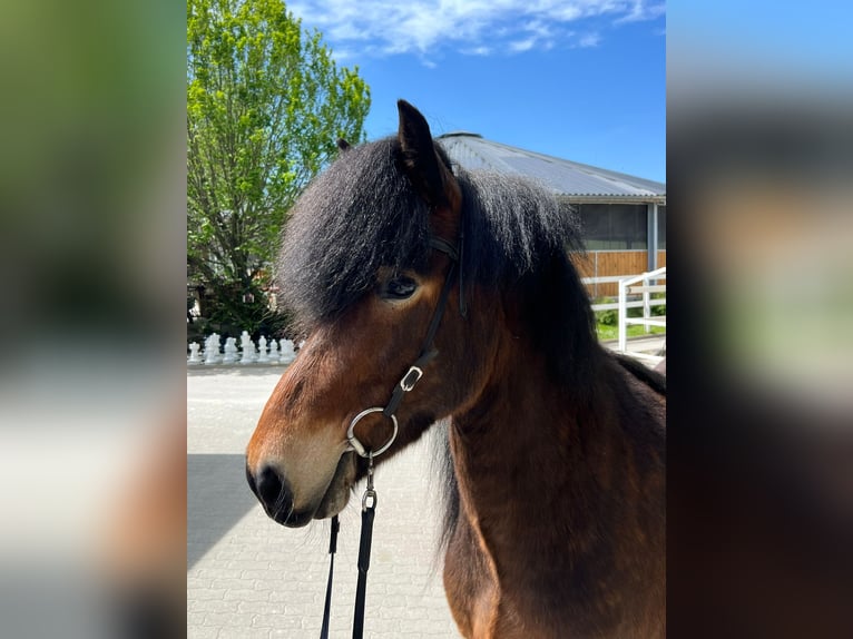 Icelandic Horse Mare 11 years 13,2 hh Brown in Lochen am See