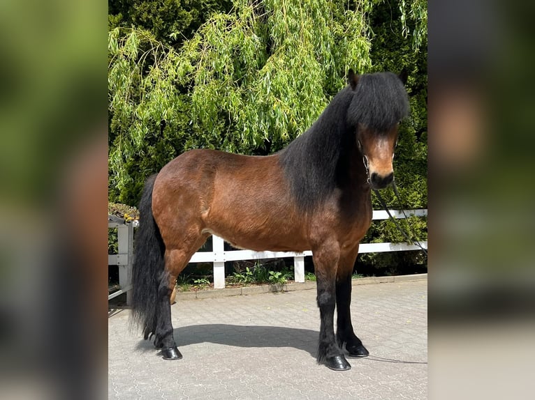 Icelandic Horse Mare 11 years 13,2 hh Brown in Lochen am See