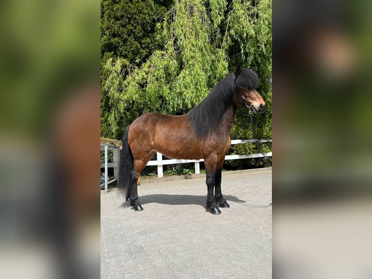 Icelandic Horse Mare 11 years 13,2 hh Brown in Lochen am See