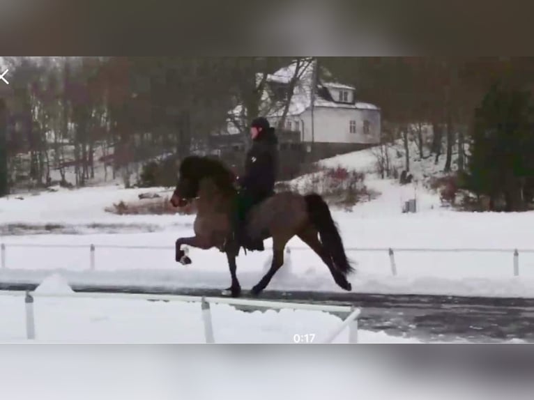 Icelandic Horse Mare 11 years 13,2 hh Brown in Arendsee