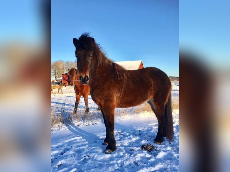 Icelandic Horse Mare 11 years 13,2 hh Brown in Arendsee