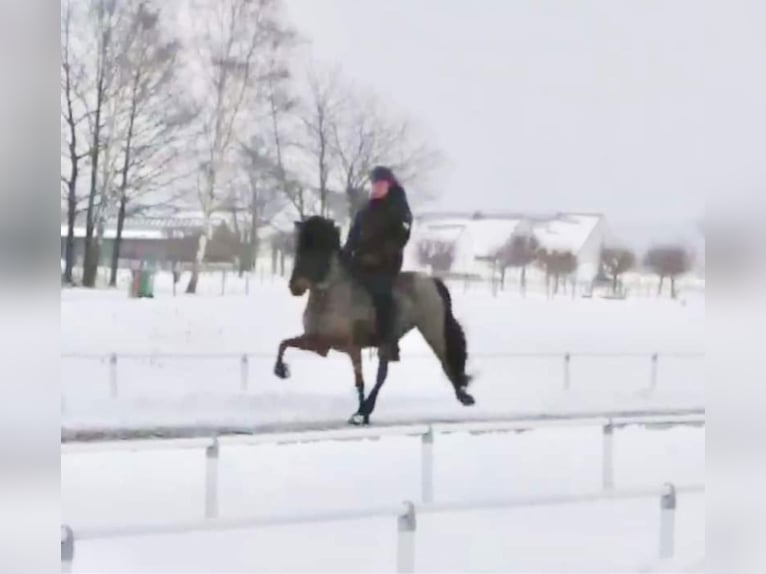 Icelandic Horse Mare 11 years 13,2 hh Brown in Arendsee