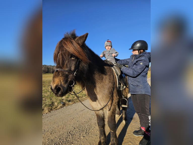 Icelandic Horse Mare 11 years 13,2 hh Buckskin in Prestranek