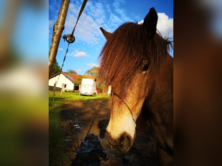 Icelandic Horse Mare 11 years 13,2 hh Buckskin in Prestranek