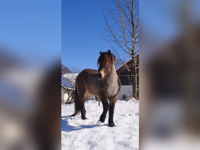 Icelandic Horse Mare 11 years 13,2 hh Buckskin in Prestranek