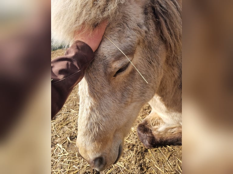 Icelandic Horse Mare 11 years 13.2 hh Buckskin in Eilenstedt
