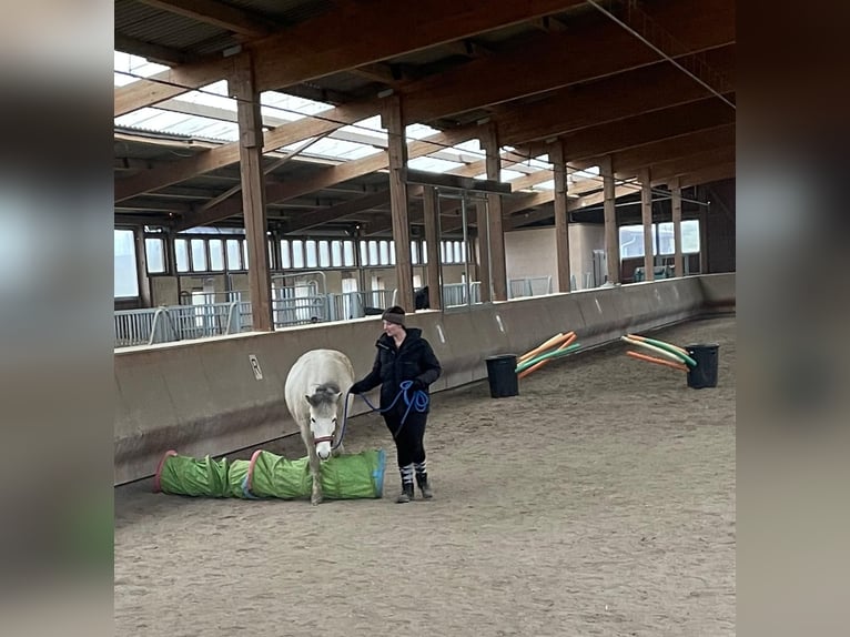 Icelandic Horse Mare 11 years 13.2 hh Can be white in Zweibrücken