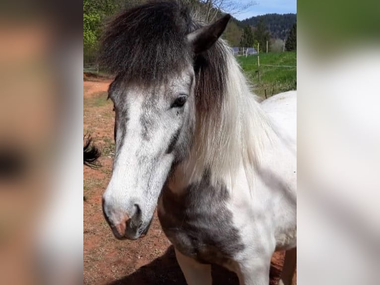 Icelandic Horse Mare 11 years 13.2 hh Can be white in Zweibrücken