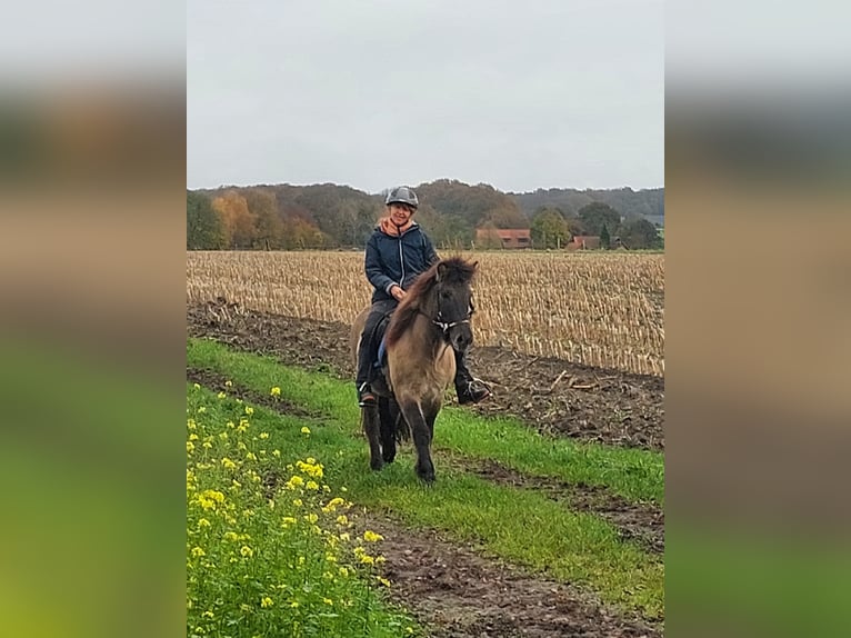 Icelandic Horse Mare 11 years 13,2 hh Dun in Dorsten