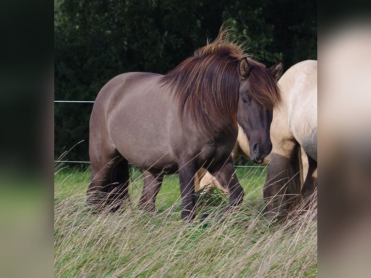 Icelandic Horse Mix Mare 11 years 13,2 hh Grullo in Ribbesbüttel