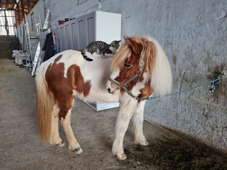 Icelandic Horse Mare 11 years 13.2 hh Pinto in Vilshofen