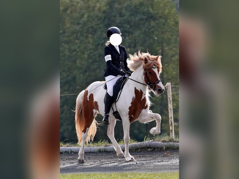 Icelandic Horse Mare 11 years 13.2 hh Pinto in Vilshofen