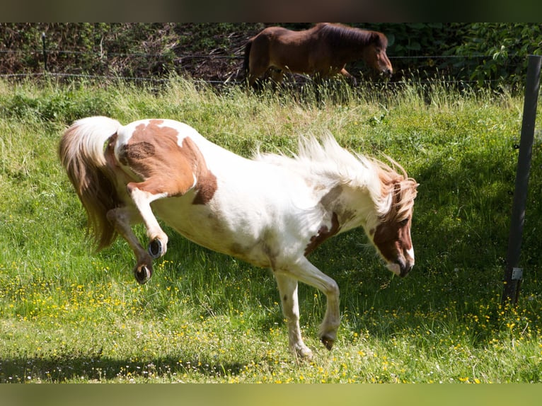 Icelandic Horse Mare 11 years 13.2 hh Pinto in Vilshofen