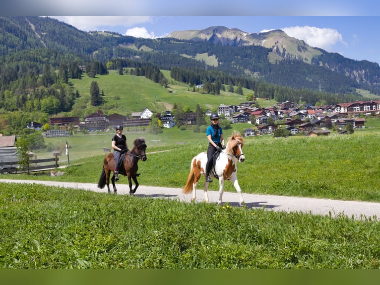 Icelandic Horse Mare 11 years 13.2 hh Pinto in Vilshofen