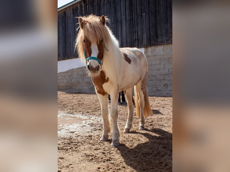 Icelandic Horse Mare 11 years 13.2 hh Pinto in Vilshofen