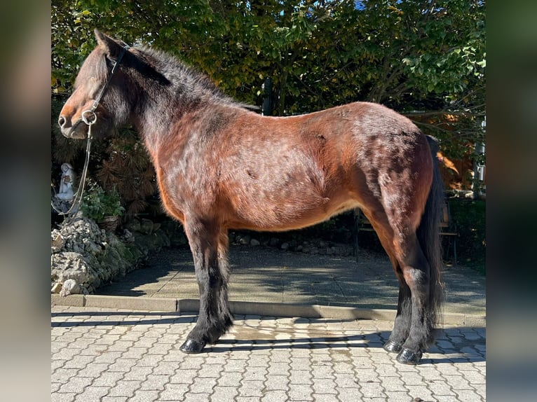 Icelandic Horse Mare 11 years 13,3 hh Brown in Lochen am See