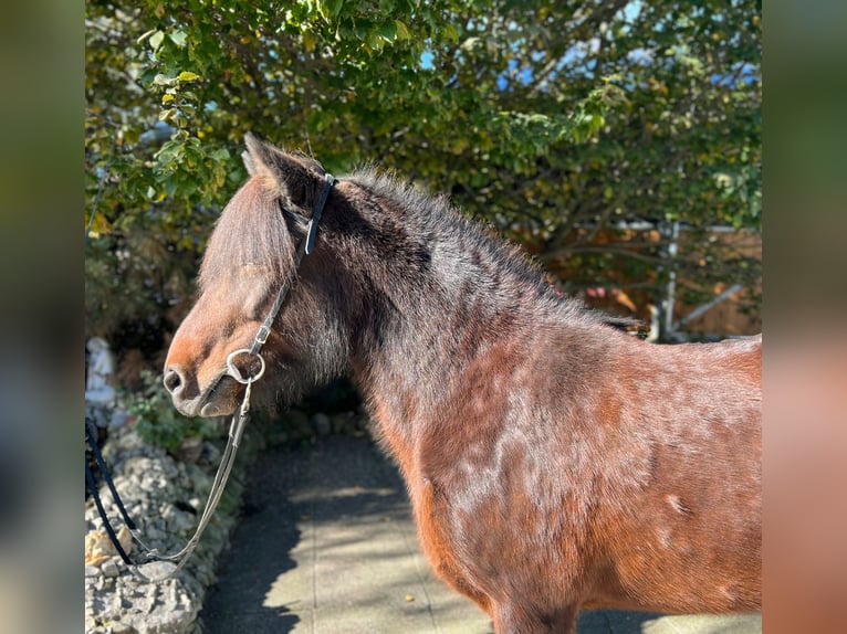 Icelandic Horse Mare 11 years 13,3 hh Brown in Lochen am See