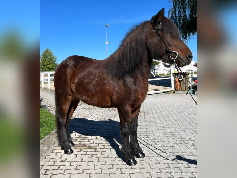 Icelandic Horse Mare 11 years 13,3 hh Brown in Lochen am See