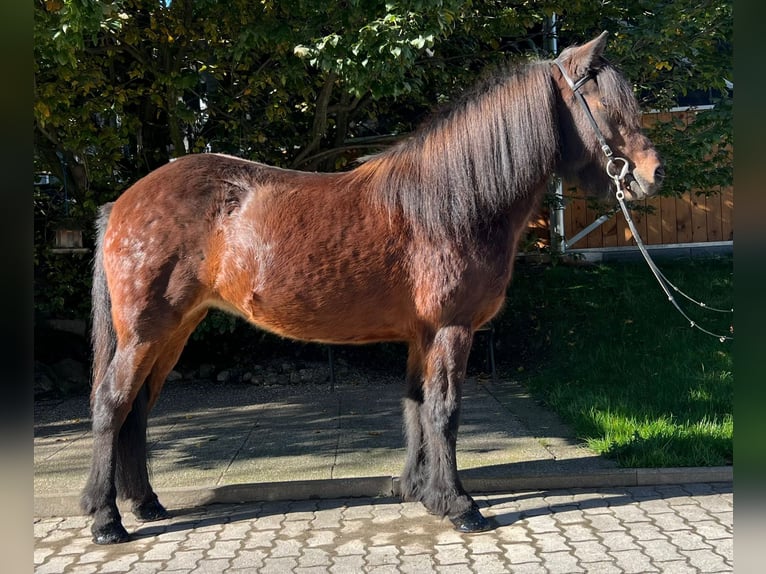 Icelandic Horse Mare 11 years 13,3 hh Brown in Lochen am See