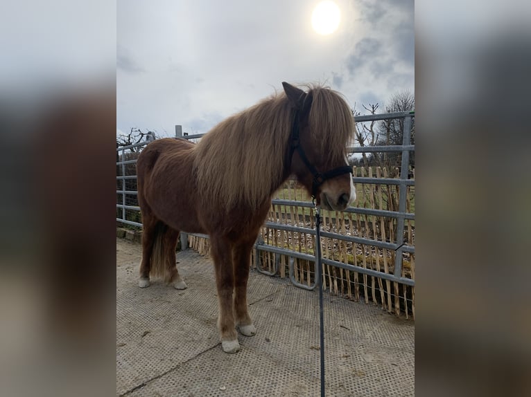 Icelandic Horse Mare 11 years 13,3 hh Chestnut-Red in Calw