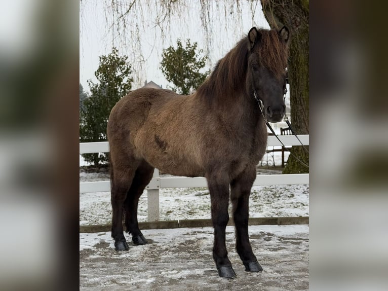 Icelandic Horse Mare 11 years 13,3 hh Dun in Lochen am See