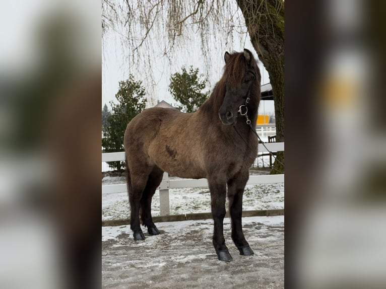 Icelandic Horse Mare 11 years 13,3 hh Dun in Lochen am See