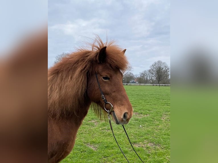 Icelandic Horse Mare 11 years 13 hh Chestnut-Red in Hamburg