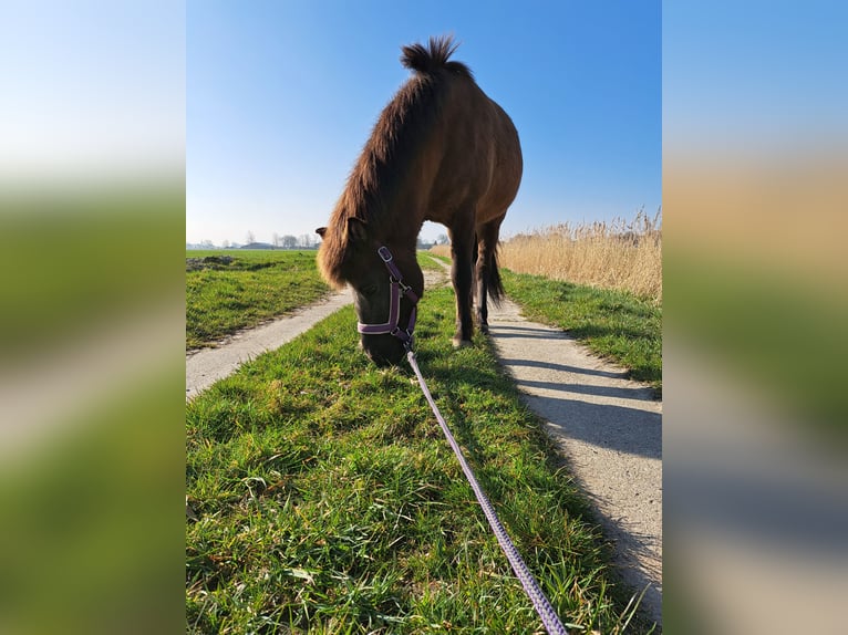Icelandic Horse Mare 11 years 13,1 hh Black in Nordermeldorf Icelandic Horse Mare 11 years 13,1 hh Black in Nordermeldorf