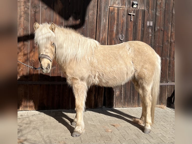 Icelandic Horse Mare 11 years 13,1 hh Palomino in Rechtmehring