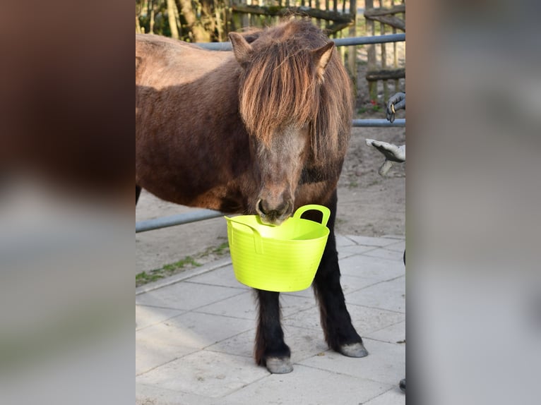 Icelandic Horse Mare 11 years 13,2 hh Bay-Dark in Lohe Rickelshof