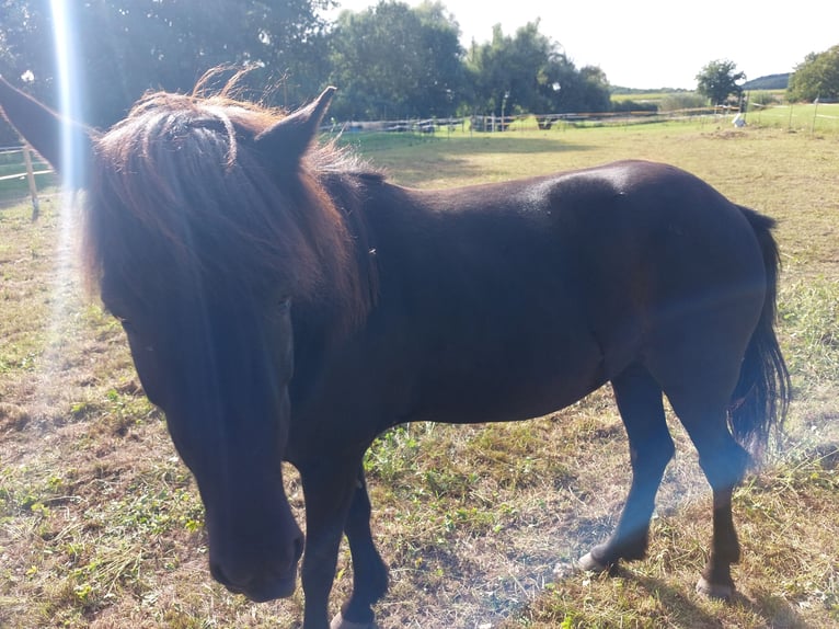 Icelandic Horse Mare 11 years 13,2 hh Black in M&#xFC;hlacker