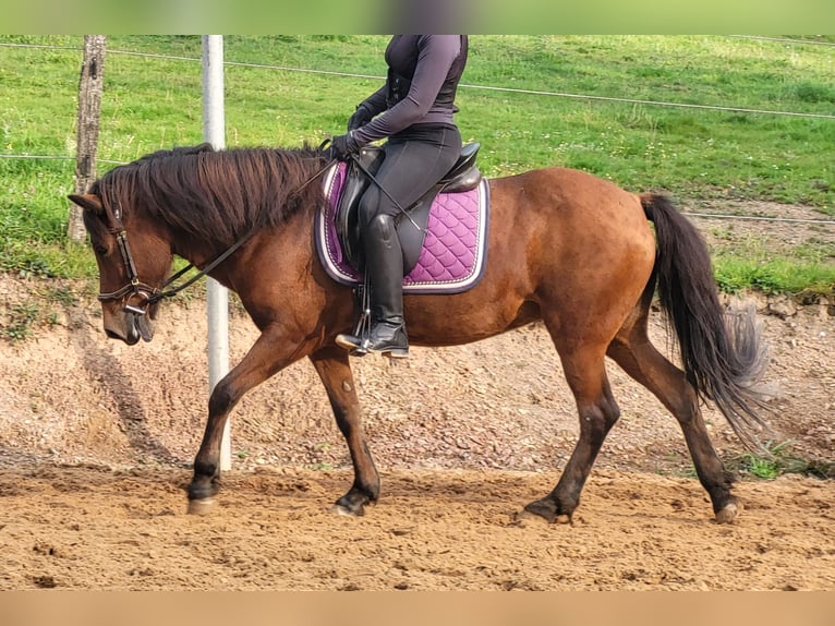 Icelandic Horse Mare 11 years 13,2 hh Brown in K&#xFC;rten