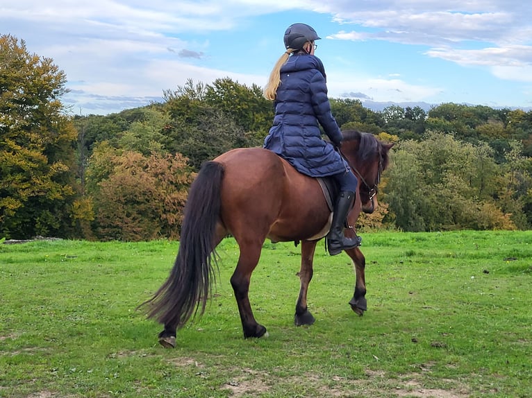 Icelandic Horse Mare 11 years 13,2 hh Brown in K&#xFC;rten