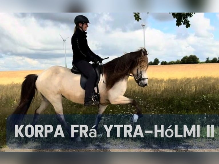 Icelandic Horse Mare 11 years 13,2 hh Buckskin in Schneverdingen