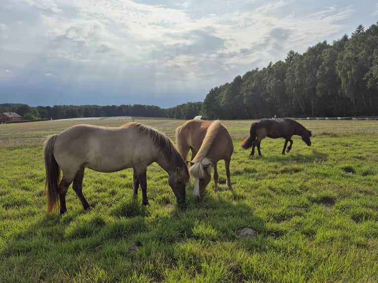 Icelandic Horse Mare 11 years 13,2 hh Dun in Belm