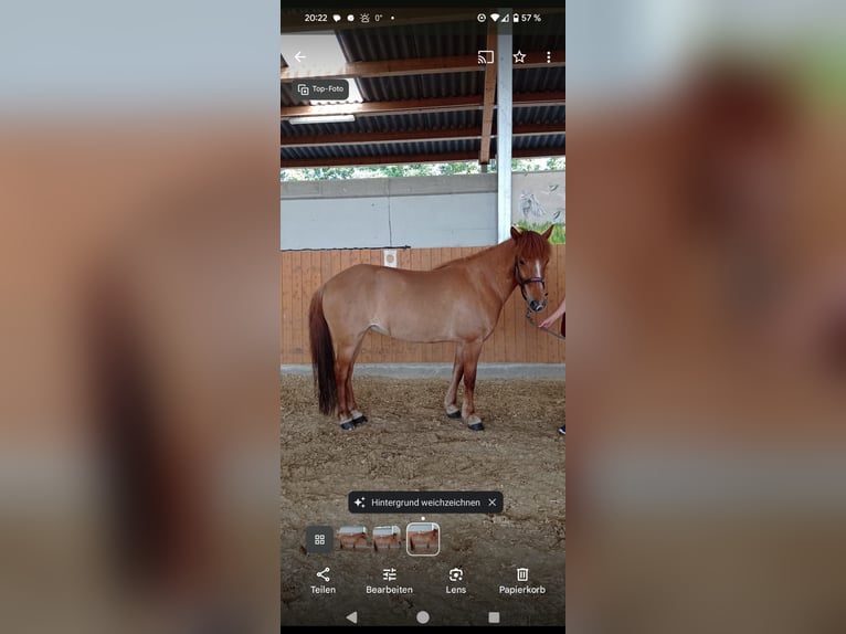 Icelandic Horse Mare 11 years 13,2 hh Dun in Röhrsdorf