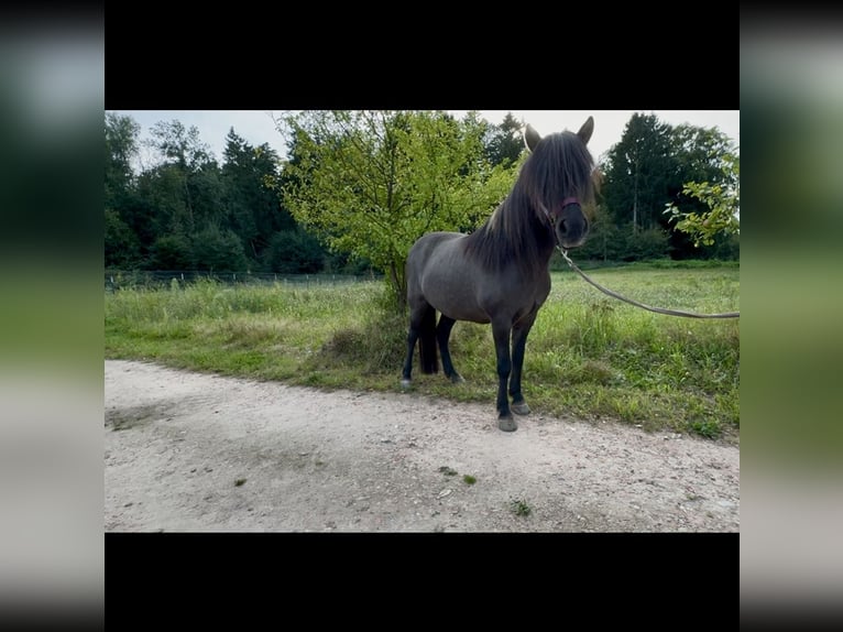 Icelandic Horse Mare 11 years 13,2 hh in Seevetal