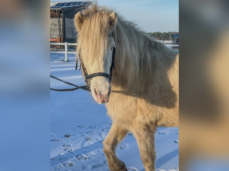 Icelandic Horse Mare 11 years 13,2 hh Perlino in Heiden