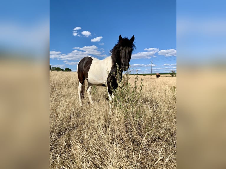 Icelandic Horse Mare 11 years 13,2 hh Pinto in Kraichtal