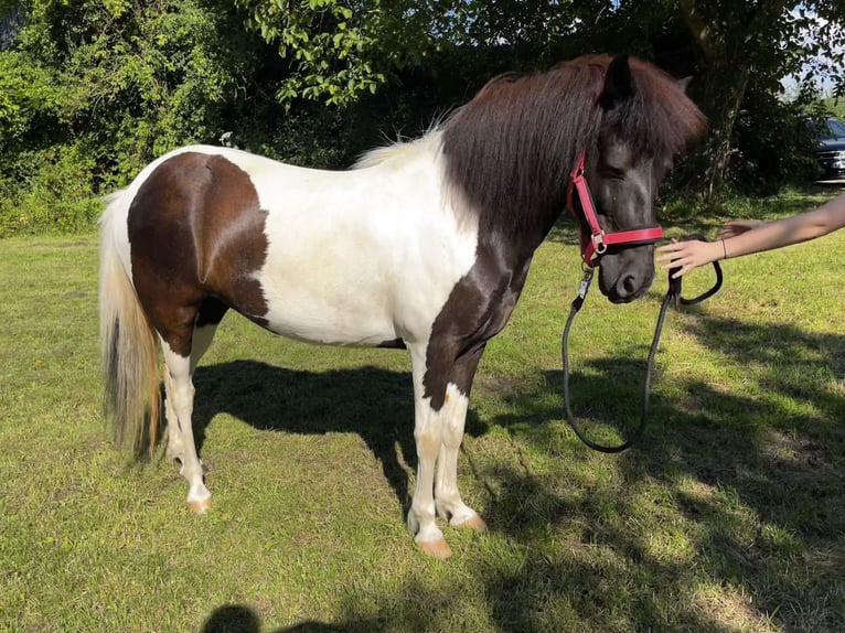 Icelandic Horse Mare 11 years 13,2 hh Pinto in Kraichtal