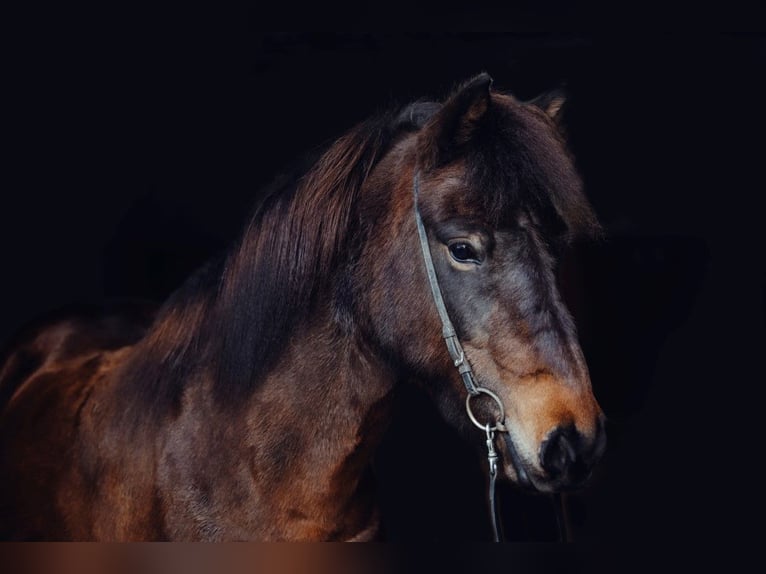 Icelandic Horse Mare 11 years 13,3 hh Brown in Taufkirchen an der Trattnach