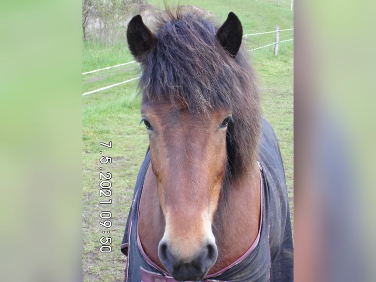 Icelandic Horse Mare 11 years 13,3 hh Brown in Dillenburg