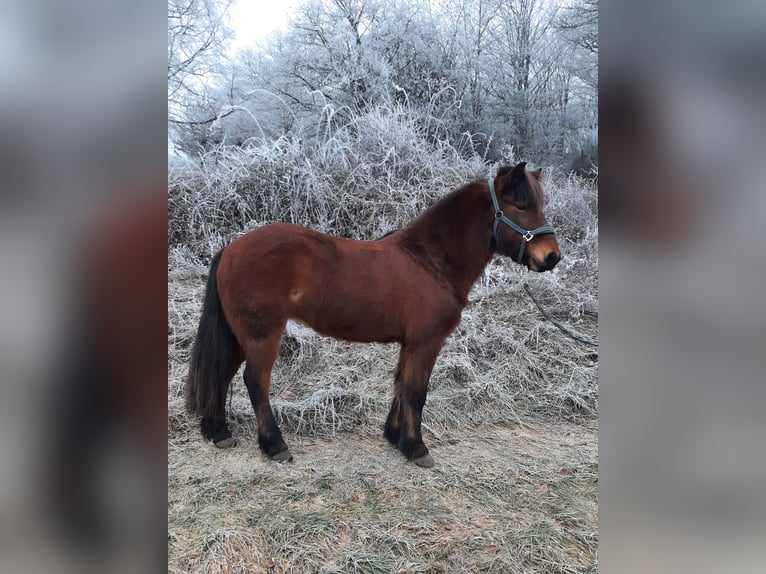Icelandic Horse Mare 11 years 13,3 hh Brown in Dillenburg