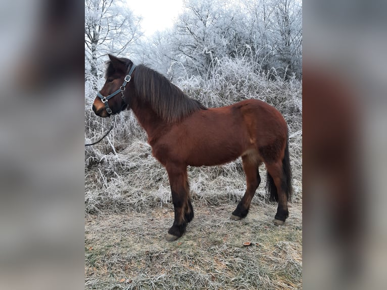 Icelandic Horse Mare 11 years 13,3 hh Brown in Dillenburg